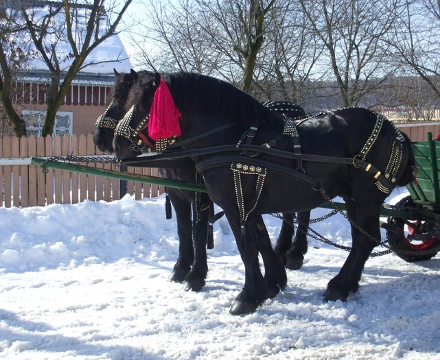 cai la piata-feb.2010 027 - my horses