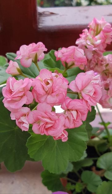  - Grainger s Antique Rose