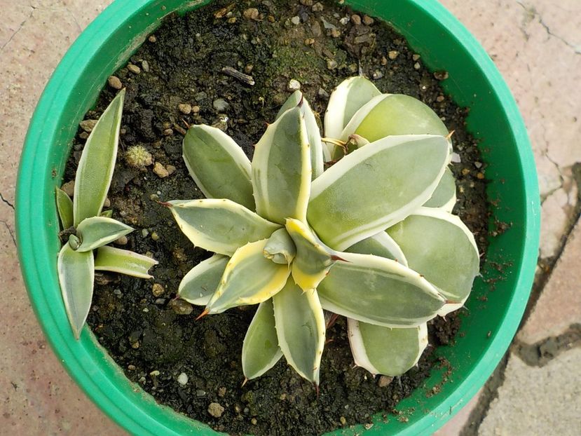  - Genul Agave