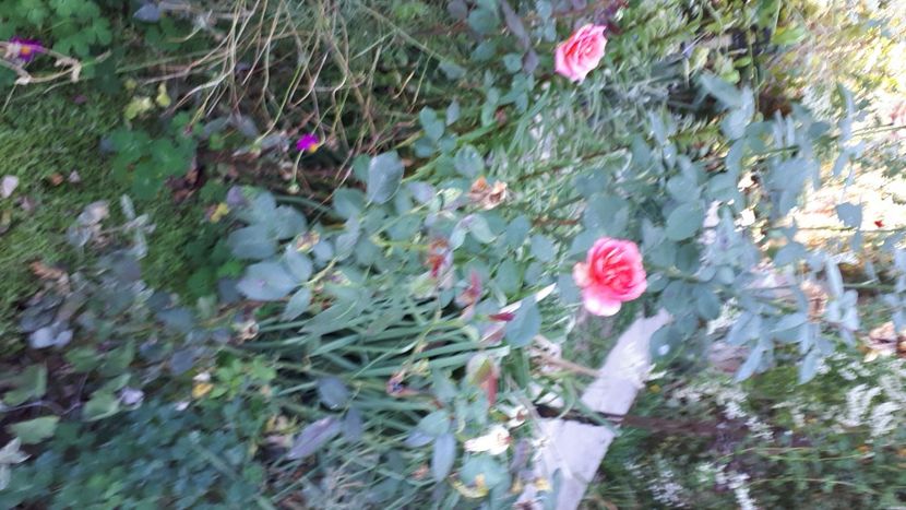 IMG-20210911-WA0004 - 2021