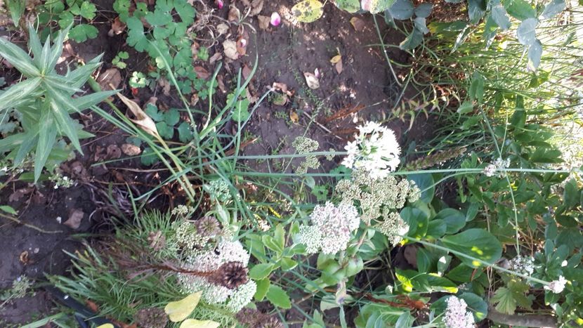 IMG-20210829-WA0019 - 2021