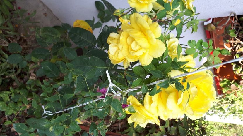 IMG-20210829-WA0015 - 2021