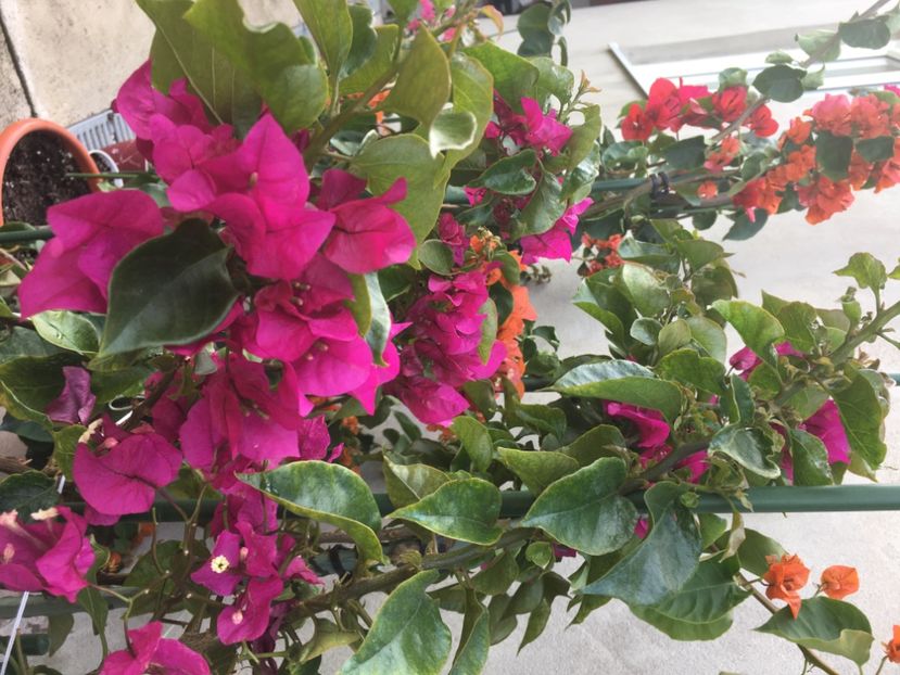 - Boungainvillea 2021