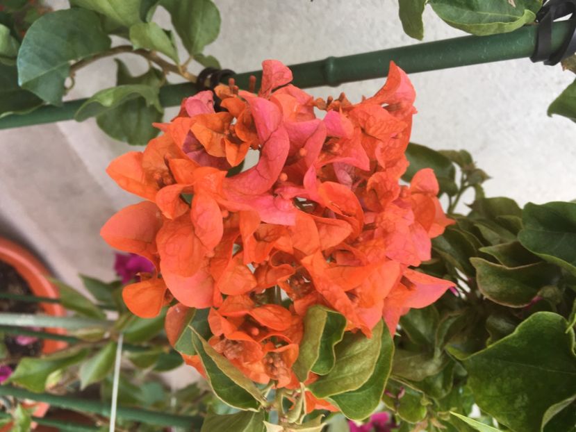  - Boungainvillea 2021