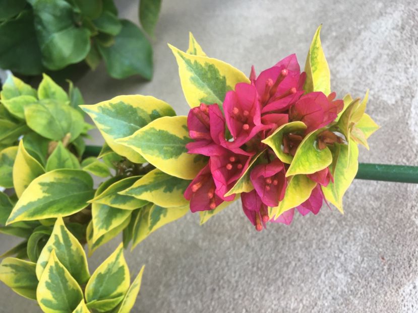  - Boungainvillea 2021