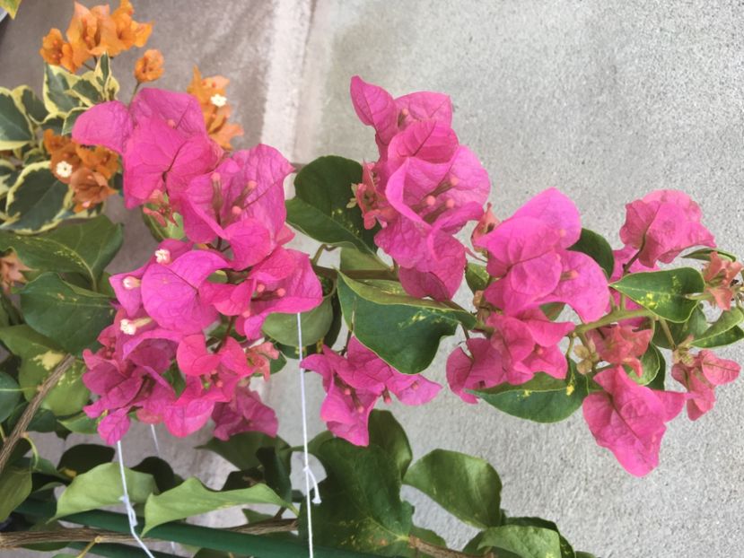  - Boungainvillea 2021