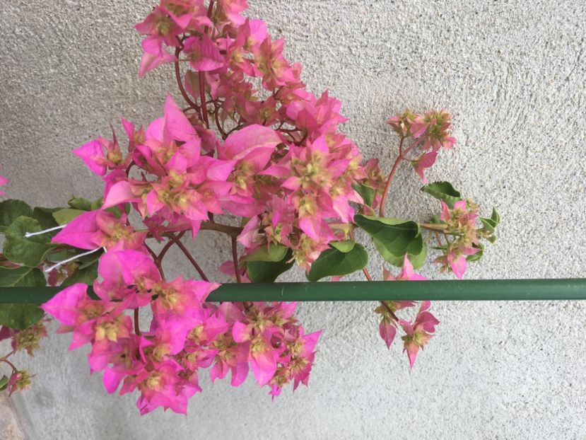  - Boungainvillea 2021