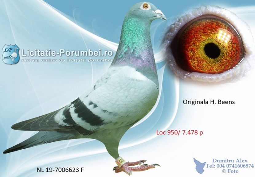  - Achizitii porumbei -2021