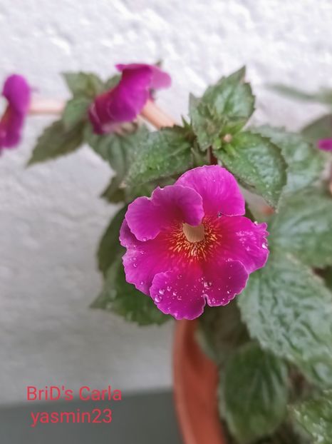 19.09.2021 - A-Achimenes BriDs