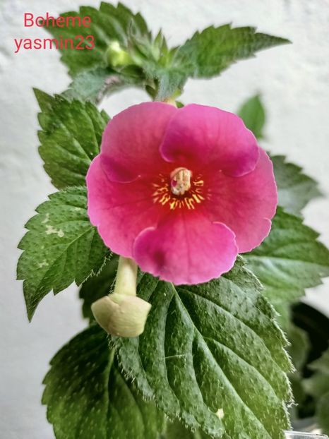 19.09.2021 - Achimenes 2021