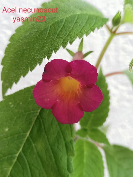 19.09.2021 - Achimenes 2021