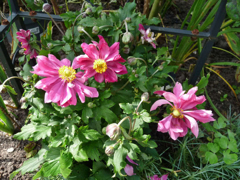  - 2021 - 03 - Toamna