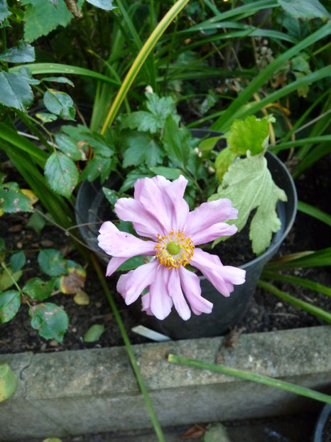  - 2021 - 03 - Toamna