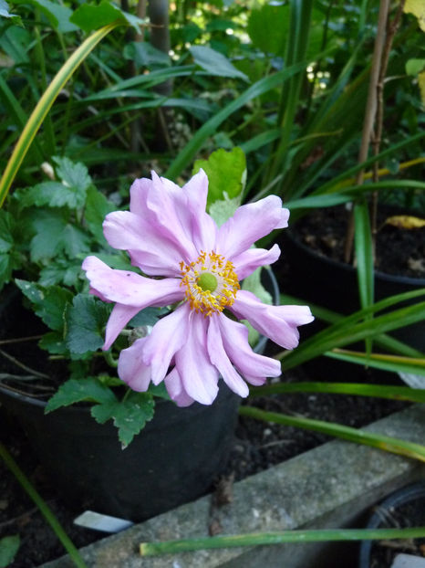  - 2021 - 03 - Toamna