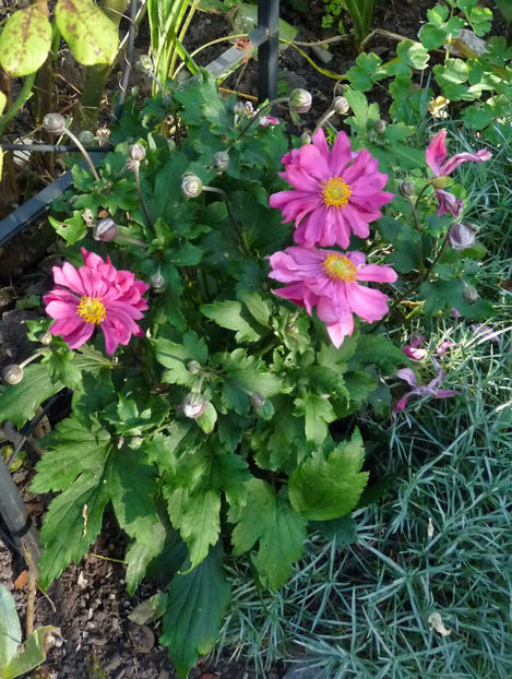  - 2021 - 03 - Toamna