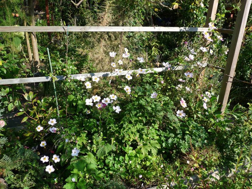  - 2021 - 03 - Toamna