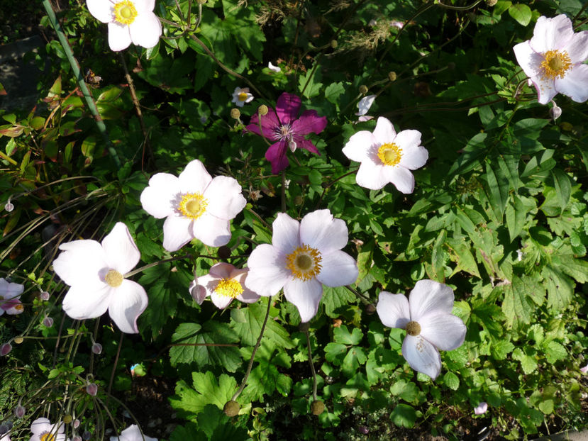  - 2021 - 03 - Toamna