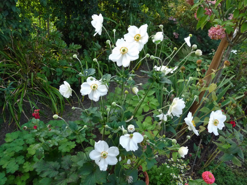  - 2021 - 03 - Toamna