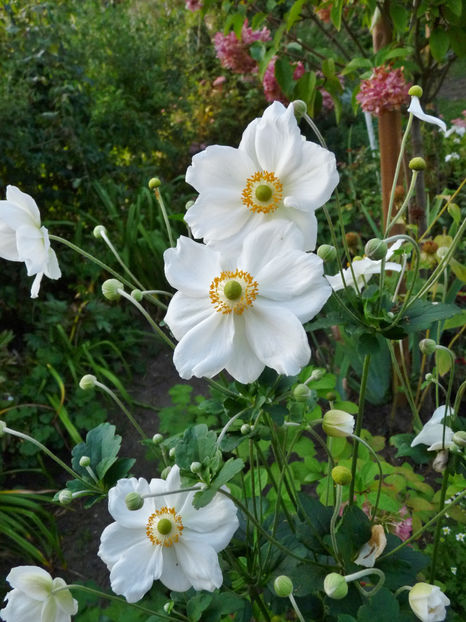  - 2021 - 03 - Toamna