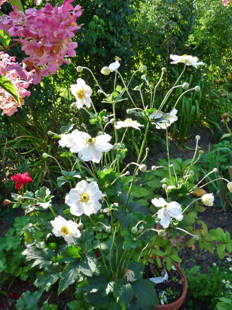  - 2021 - 03 - Toamna