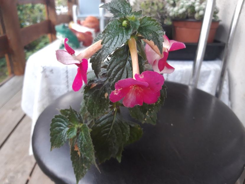  - Achimenes
