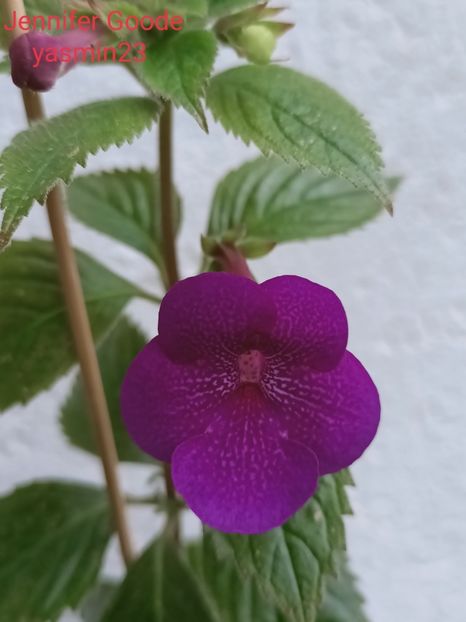 19.09.2021 - Achimenes 2021