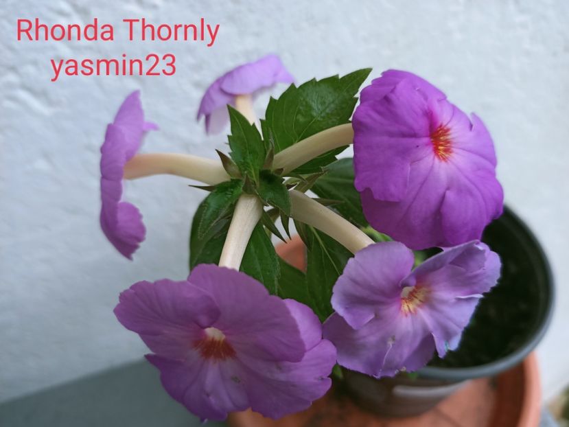 19.09.2021 - Rhonda Thornly
