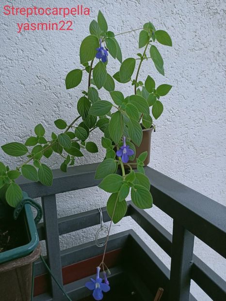 19.09.2021 - Streptocarpus Saxonella Streptocarpella-am dat cadou