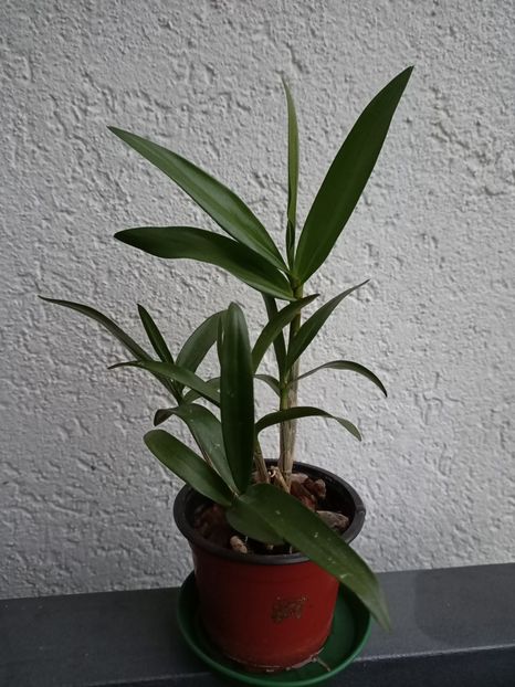 19.09.2021 - 6-Orchideele mele