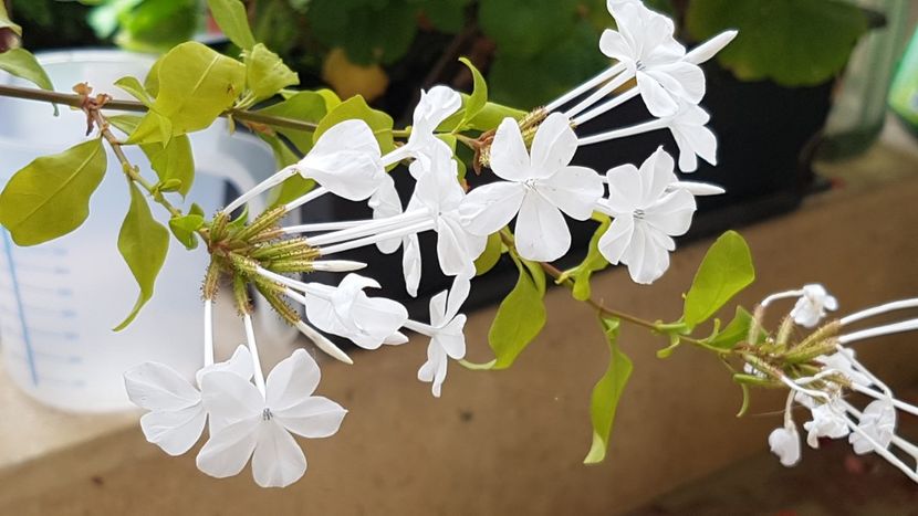 Plumbago alb - Septembrie 2021