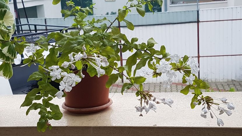 Plumbago alb - Septembrie 2021