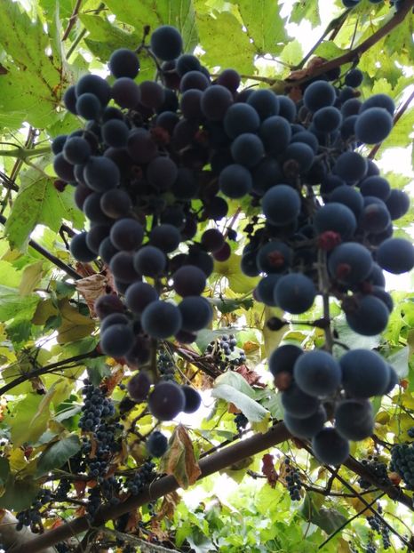  - Frumuseti la casa parinteasca