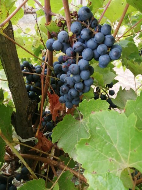  - Frumuseti la casa parinteasca