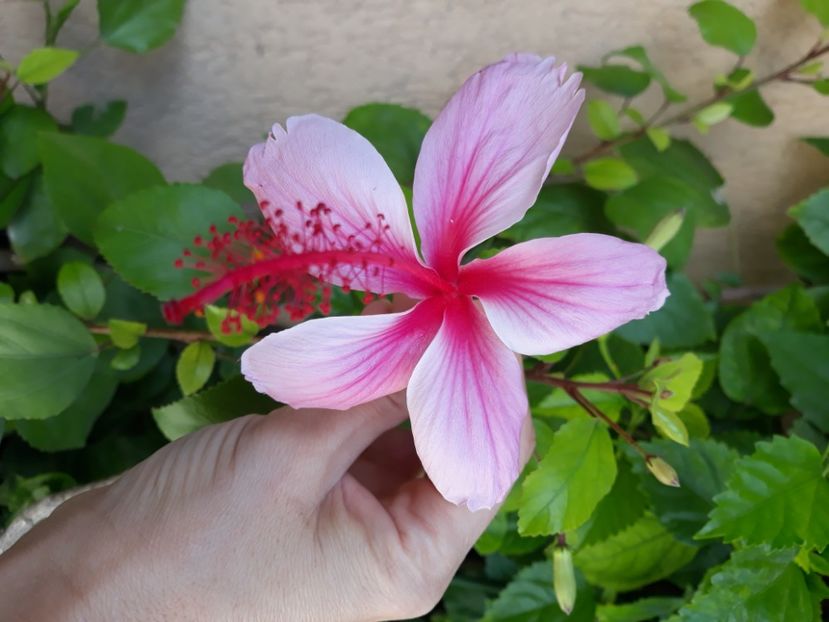 Albo lacinatus - disponibil hibiscusi