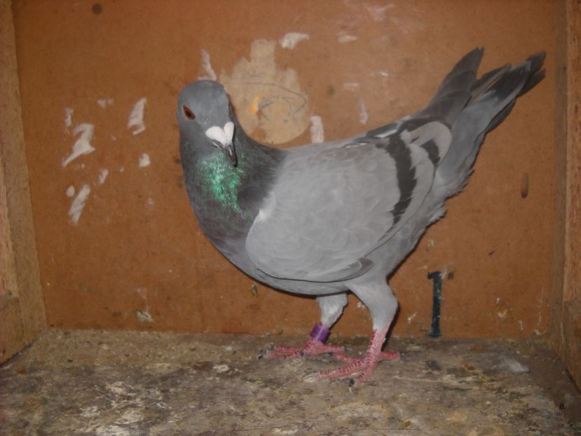  - UNDEVA IN SUCEAVA arhiva