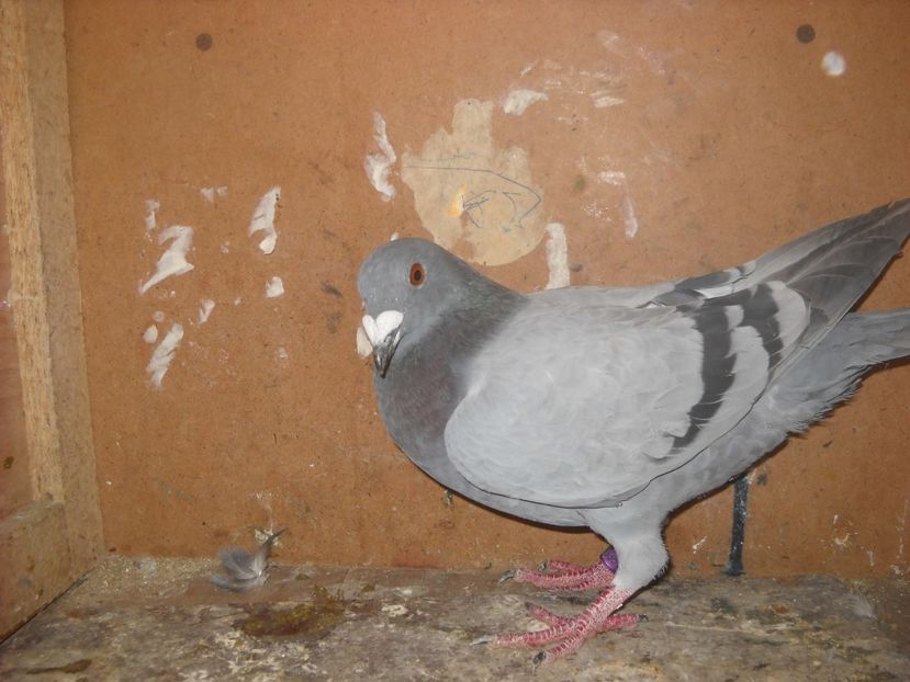  - UNDEVA IN SUCEAVA arhiva