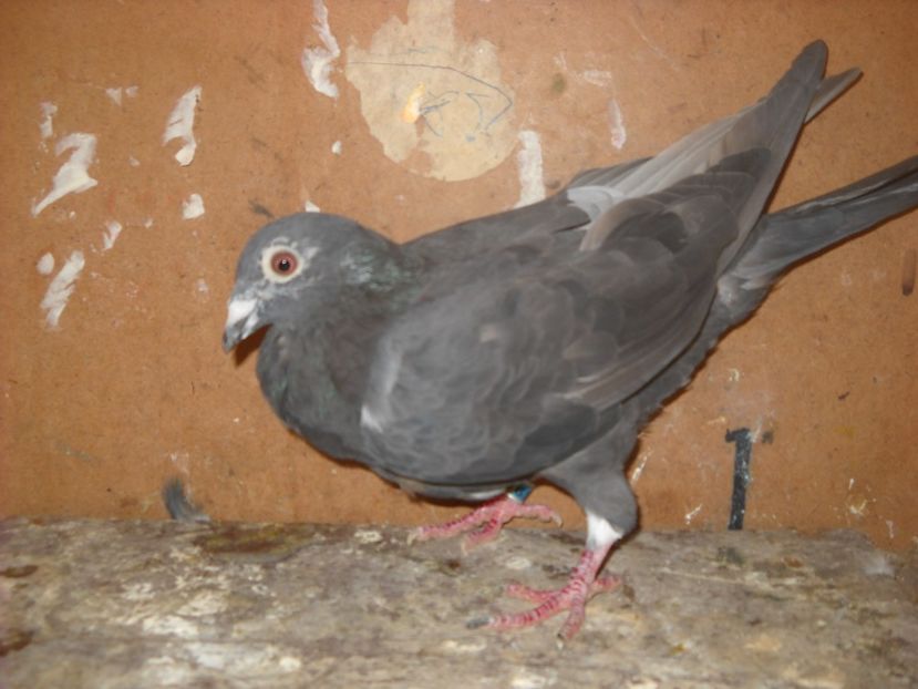  - UNDEVA IN SUCEAVA arhiva