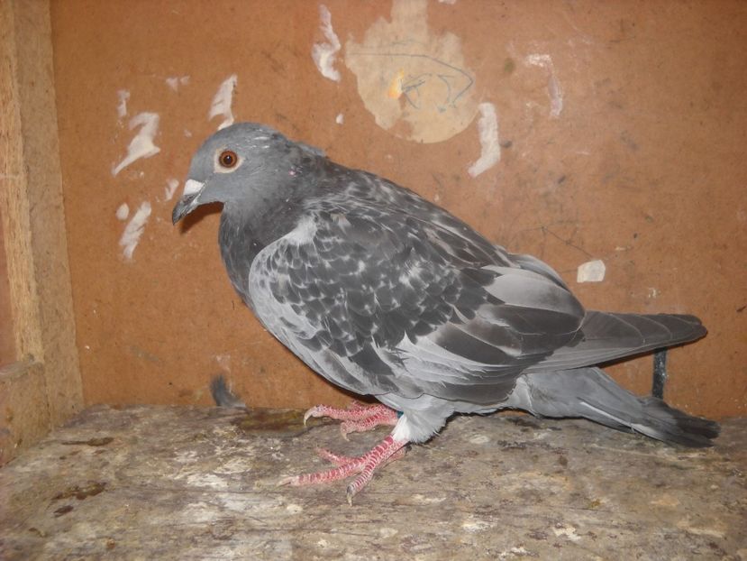  - UNDEVA IN SUCEAVA arhiva