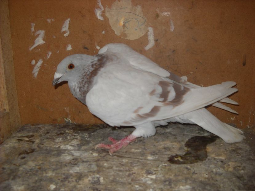  - PORUMBEI VANDUTI 2