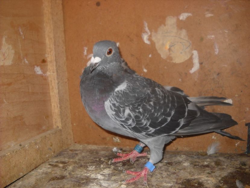  - UNDEVA IN SUCEAVA arhiva