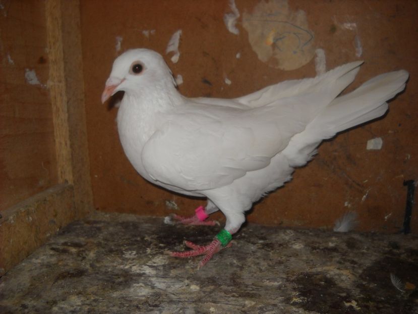  - UNDEVA IN SUCEAVA arhiva