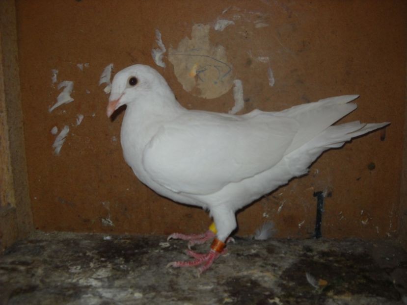  - UNDEVA IN SUCEAVA arhiva