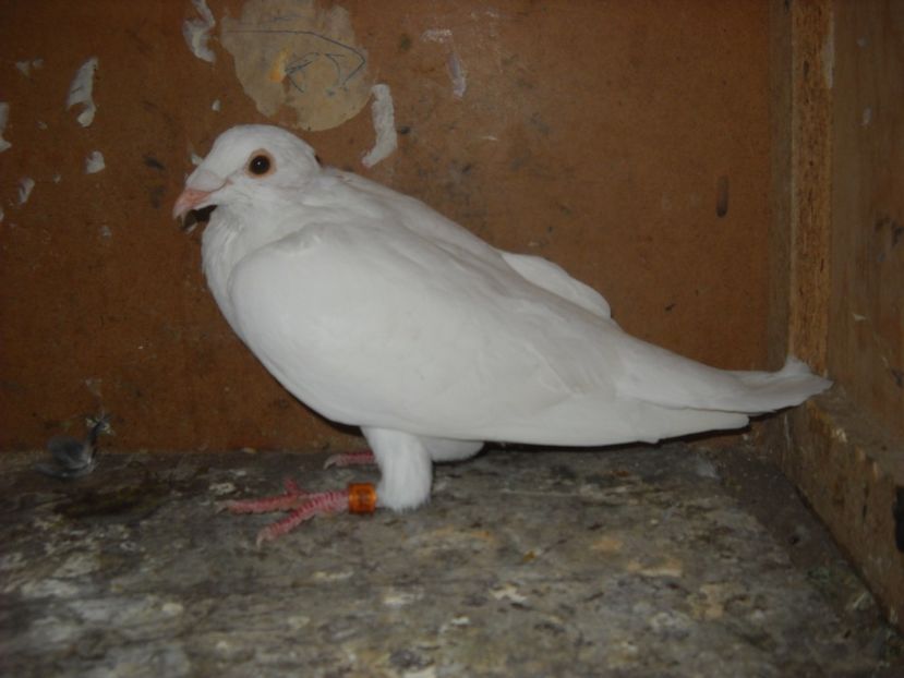  - UNDEVA IN SUCEAVA arhiva