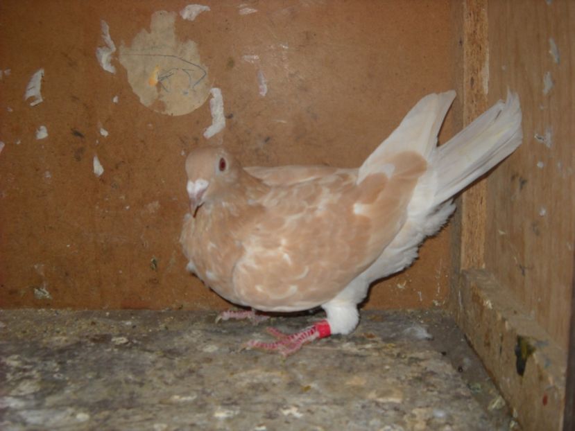  - PORUMBEI VANDUTI 2