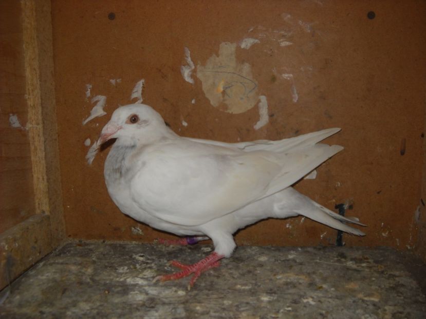  - PORUMBEI VANDUTI 2