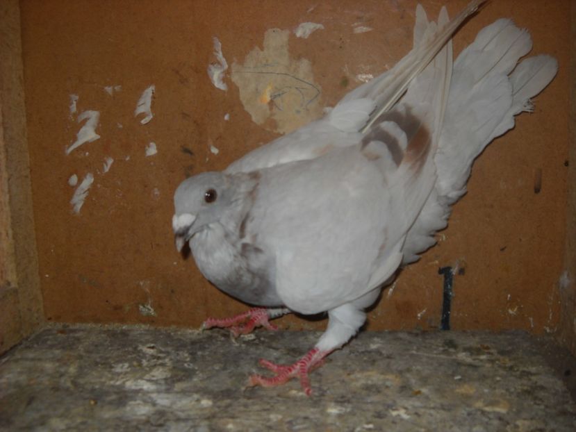  - PORUMBEI VANDUTI 2