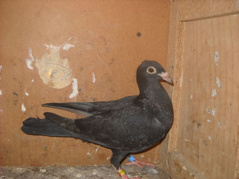  - UNDEVA IN SUCEAVA arhiva