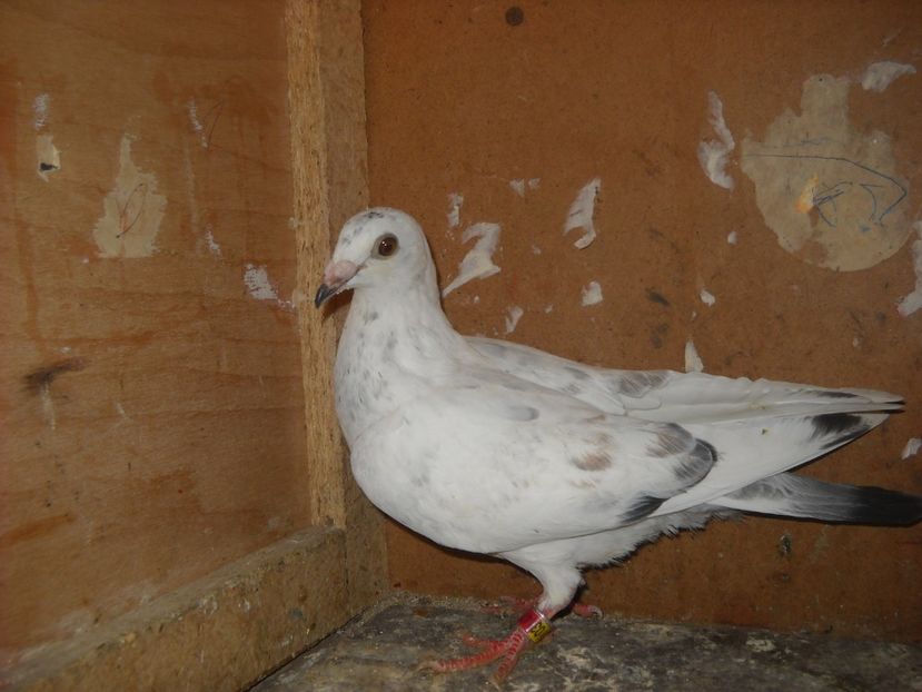  - UNDEVA IN SUCEAVA arhiva