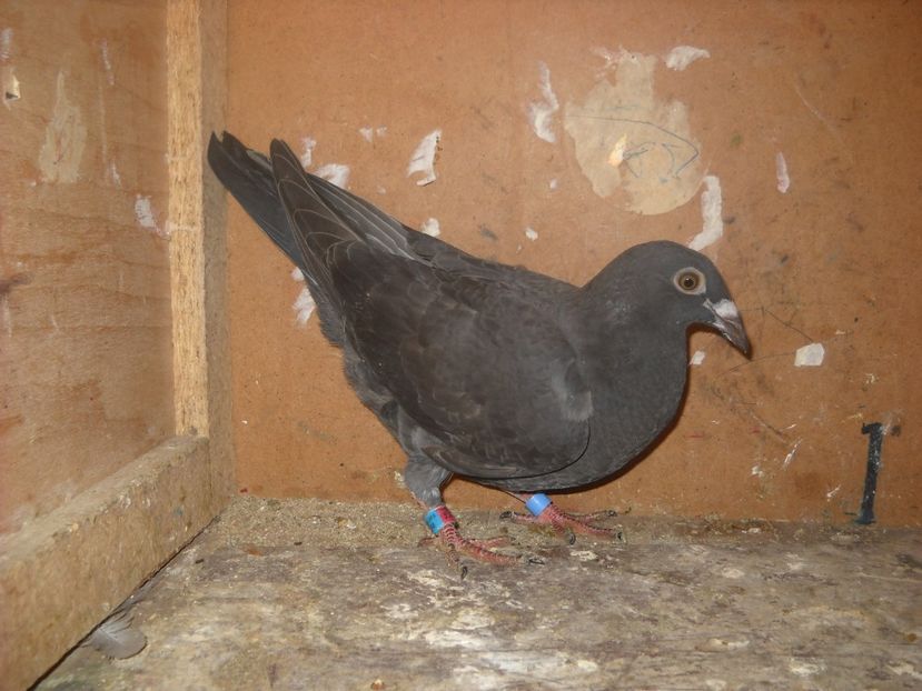  - UNDEVA IN SUCEAVA arhiva