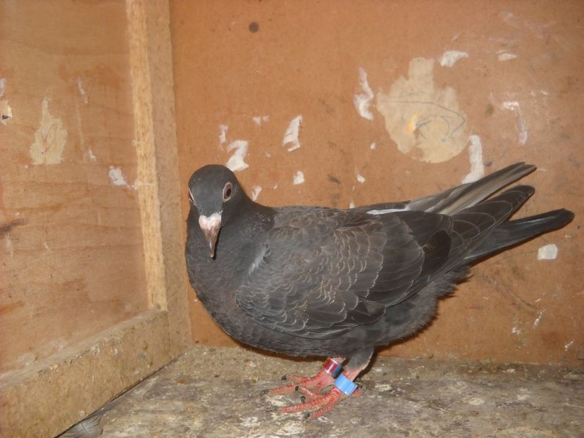  - UNDEVA IN SUCEAVA arhiva